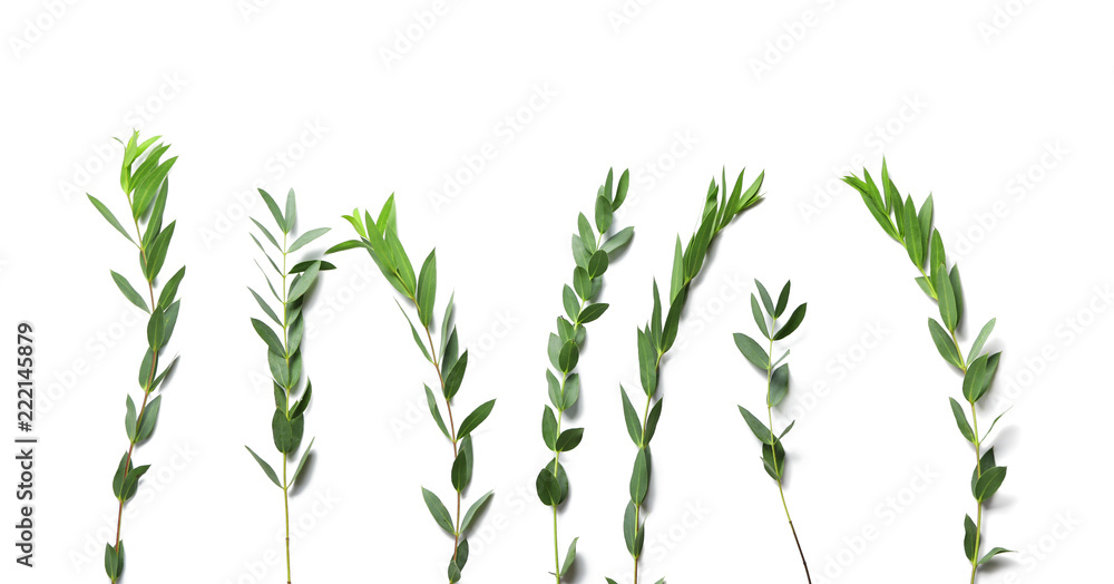 Branches of tropical plant on white background Branches of tropical plant on white background