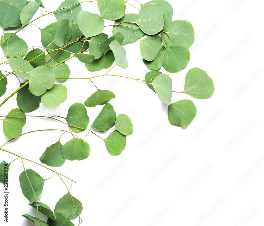 Branches of tropical plant on white background Branches of tropical plant on white background