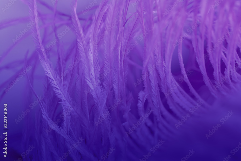 close up of ostrich feathers for background close up of ostrich feathers for background