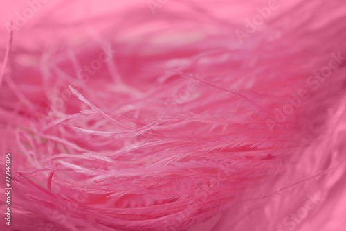 close up of ostrich feathers for background