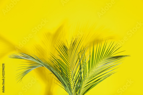 Fresh tropical palm leaves on color background