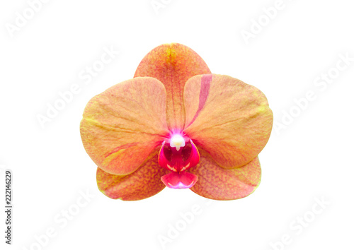 Soft focus, Beautiful orange orchid flower isolated on white background