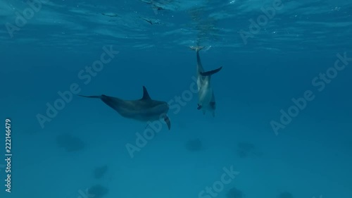 Group of Dolphins playing in the blue water (Spinner Dolphin, Stenella longirostris) Close-up, Underwater shot, 4K / 60fps
 photo