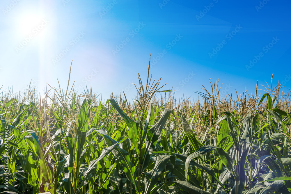 Fototapeta premium Landscape of corn and blue sky 