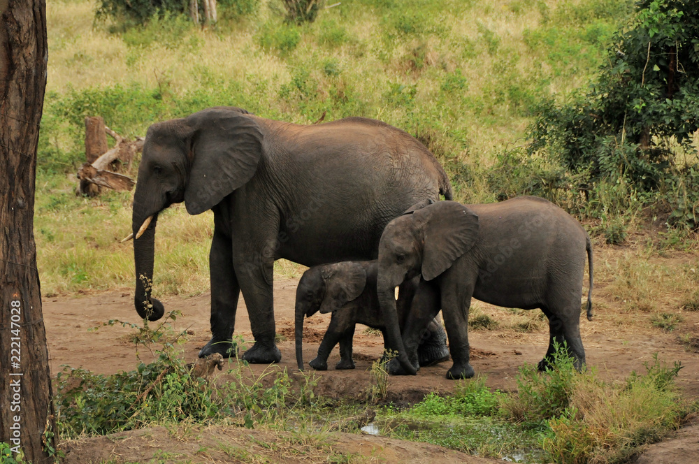 Fototapeta premium African elephants in Botswana