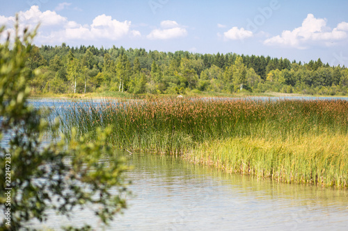 Lake shore overgrown with reeds upon a huge forest landscape with tree branch in front