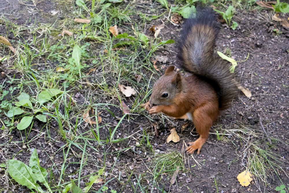 Fototapeta premium Cute red squirrel with fluffy black tail searching for food and making blanks in the forest