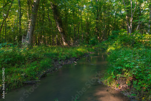 A creek in a green forest