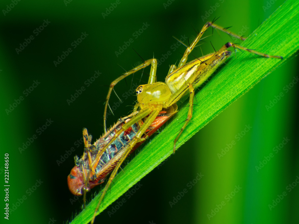 spiders are eating flies, spider, hunter, Dangerous animal, insect