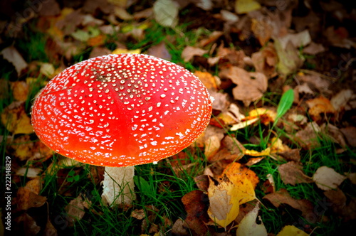 fairytale mushroom, toadstool