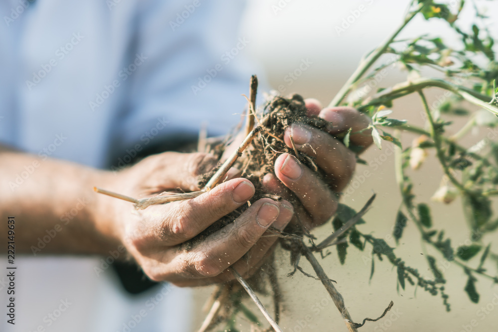 Obraz premium Agronomist's hands holding a small plant seedling with roots