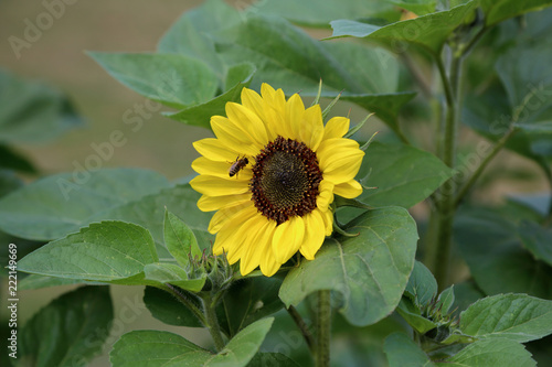 Large yellow sunflower among summer green plants 