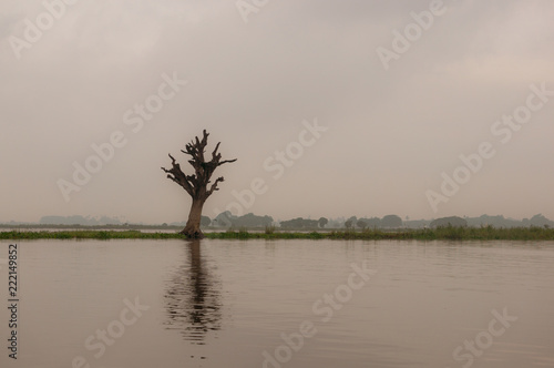 Lonely dry tree on river in Myanmar © NIPATHORN