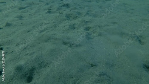 Slender Lizardfish Saurida gracilis buries in the sand next to the female. Red sea, Marsa Alam, Marsa Mubarak, Egypt (Underwater shot, 4K / 60fps)
 photo