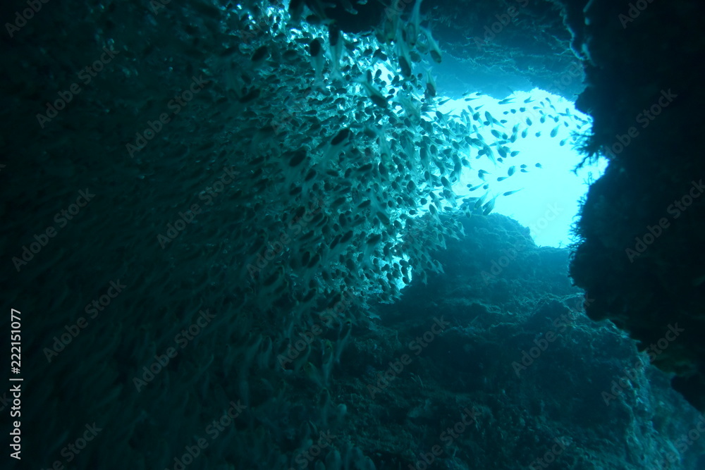 Obraz premium Amami Oshima 15 Szkoła małej rybki 2