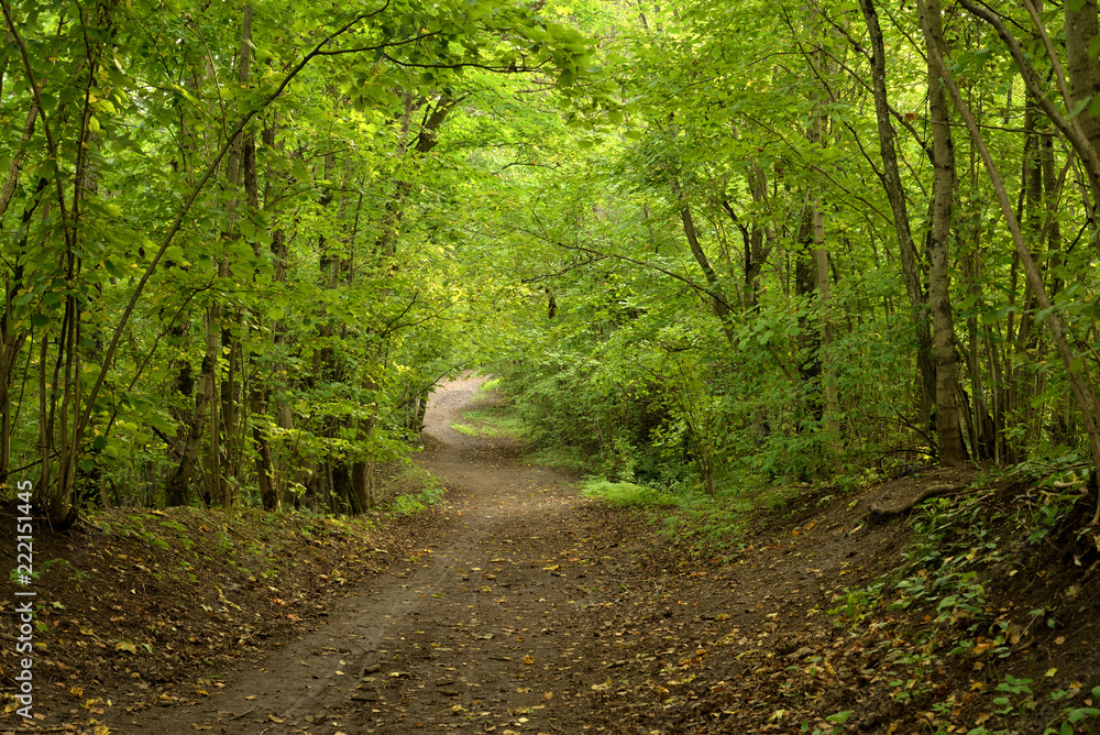 Fototapeta premium Road in deciduous forest at summer.