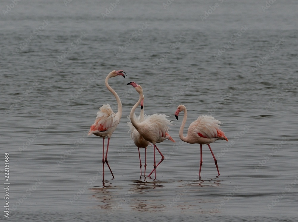 Flamingos in Walvis Bay, Namibia