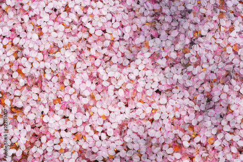 桜 花びら 水 素材