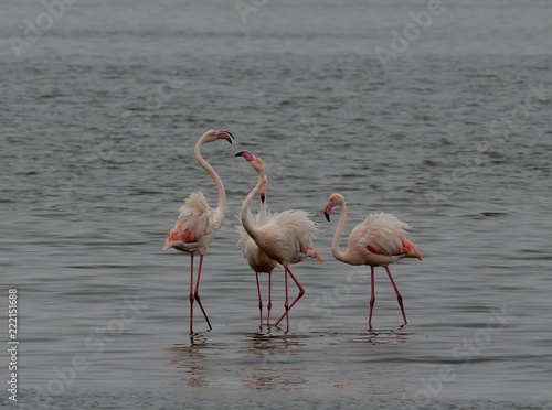Flamingos in Walvis Bay  Namibia