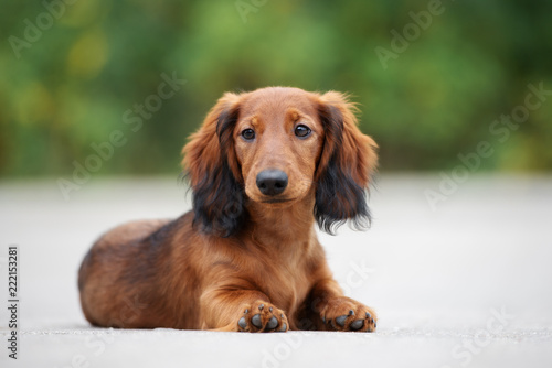 beautiful dachshund puppy posing outdoors photo