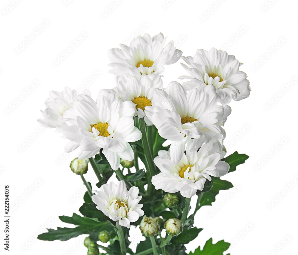 Fototapeta premium Beautiful chrysanthemum flowers on white background