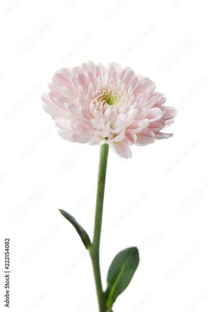 Beautiful chrysanthemum flower on white background