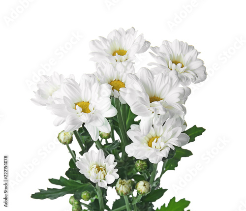Beautiful chrysanthemum flowers on white background