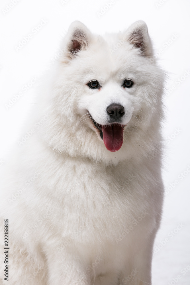 siberian husky dog isolated on white background
