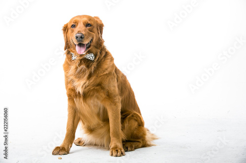 dog isolated on white background