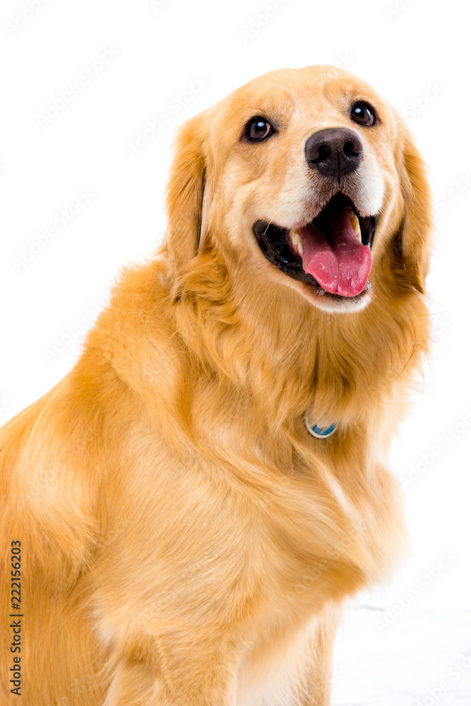 golden retriever on white background golden retriever on white background
