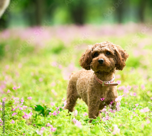 Teddy dog running on the grass