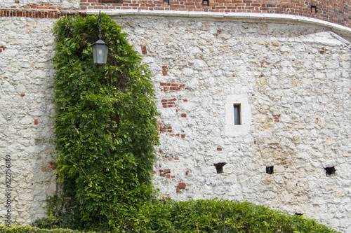 Fototapeta Naklejka Na Ścianę i Meble -  vintage lamp post covered with green winding plant at the Wawel Castle