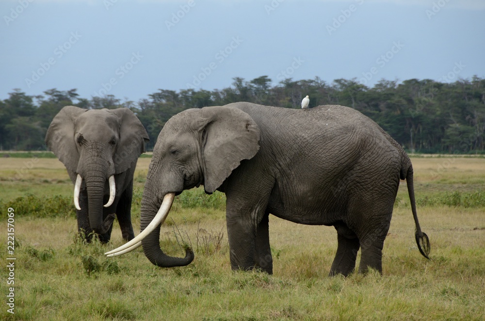 Obraz premium Elephants at Amboseli National Park in Kenya