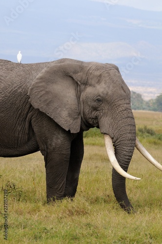 Elephants at Amboseli National Park in Kenya
