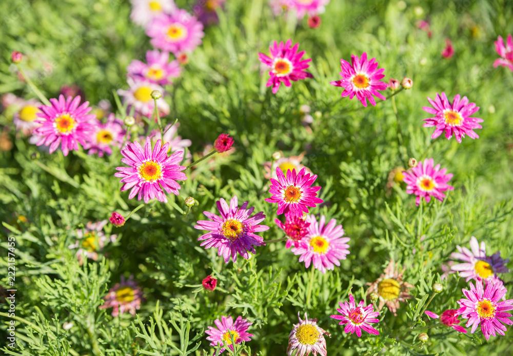 Aster perennial flowers in the garden