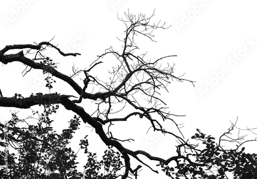 Realistic tree silhouette 