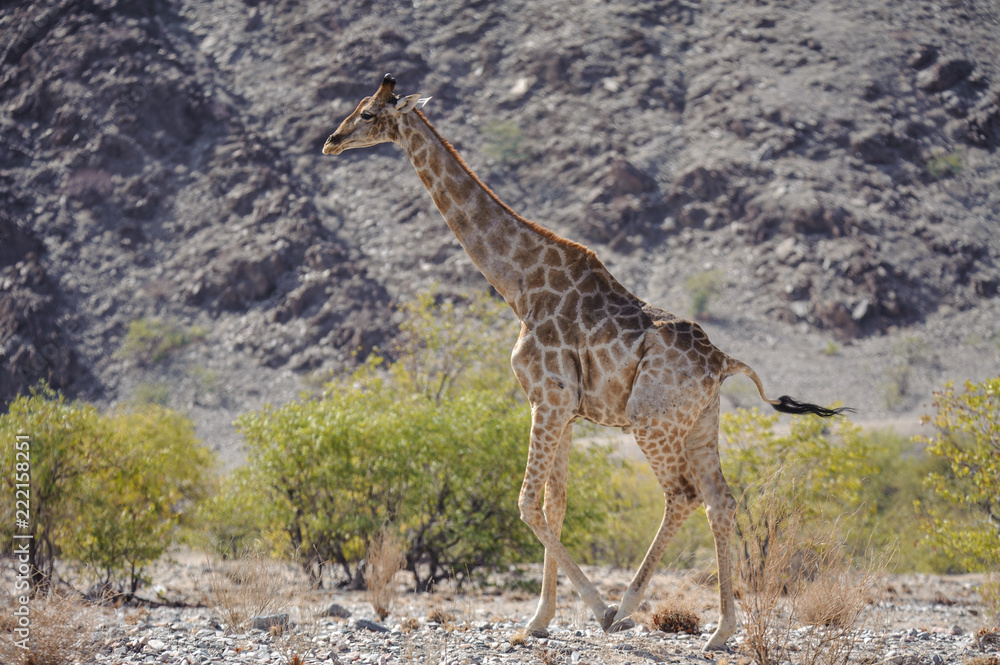 Obraz premium Giraffe in desert landscape Namibia