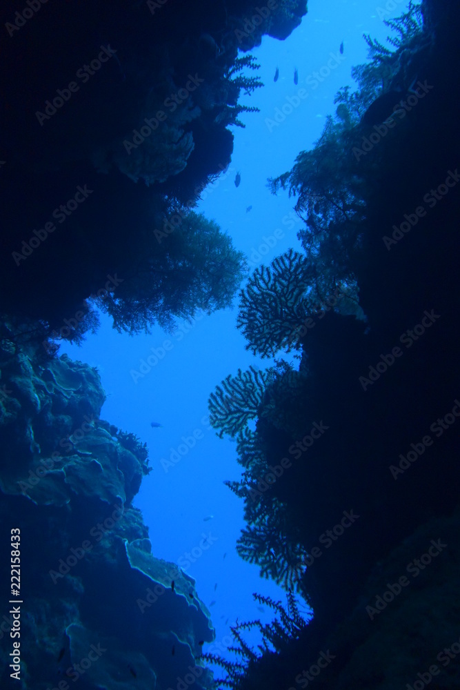 Fototapeta premium 奄美大島 15 ウミウチワ１