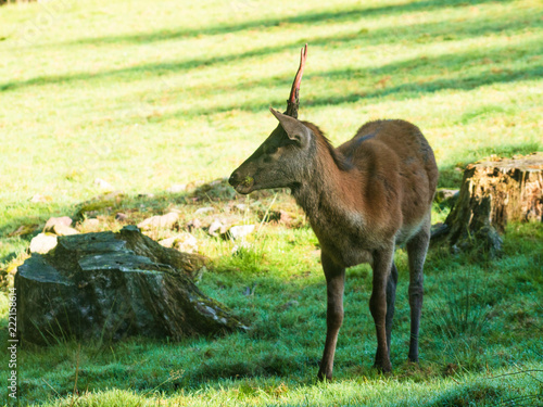 Junger Hirsch photo