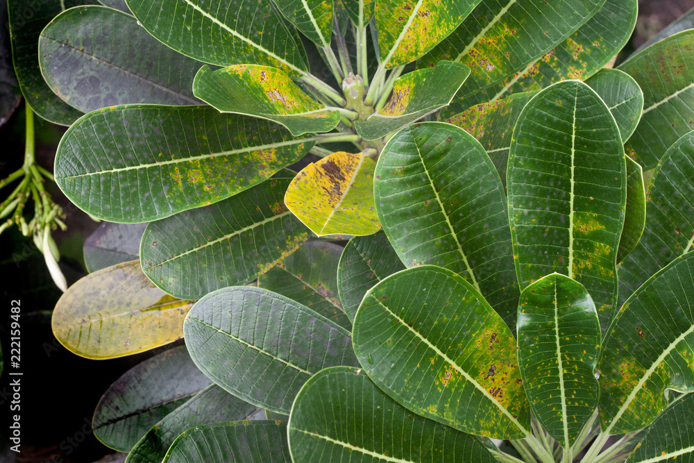 Top of nature green leaves Plumeria. Top of nature green leaves Plumeria.