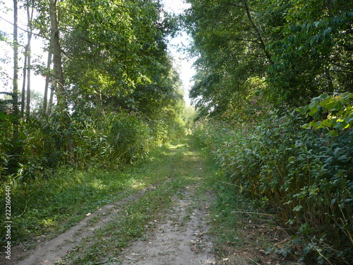 Ein Forstweg im Sonnenschein