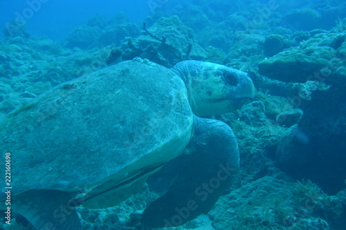 奄美大島 15 ウミガメ