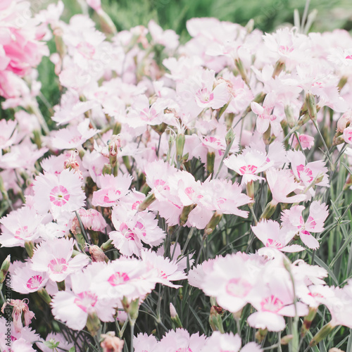 Pink flowers backgrround, summer bloom close up