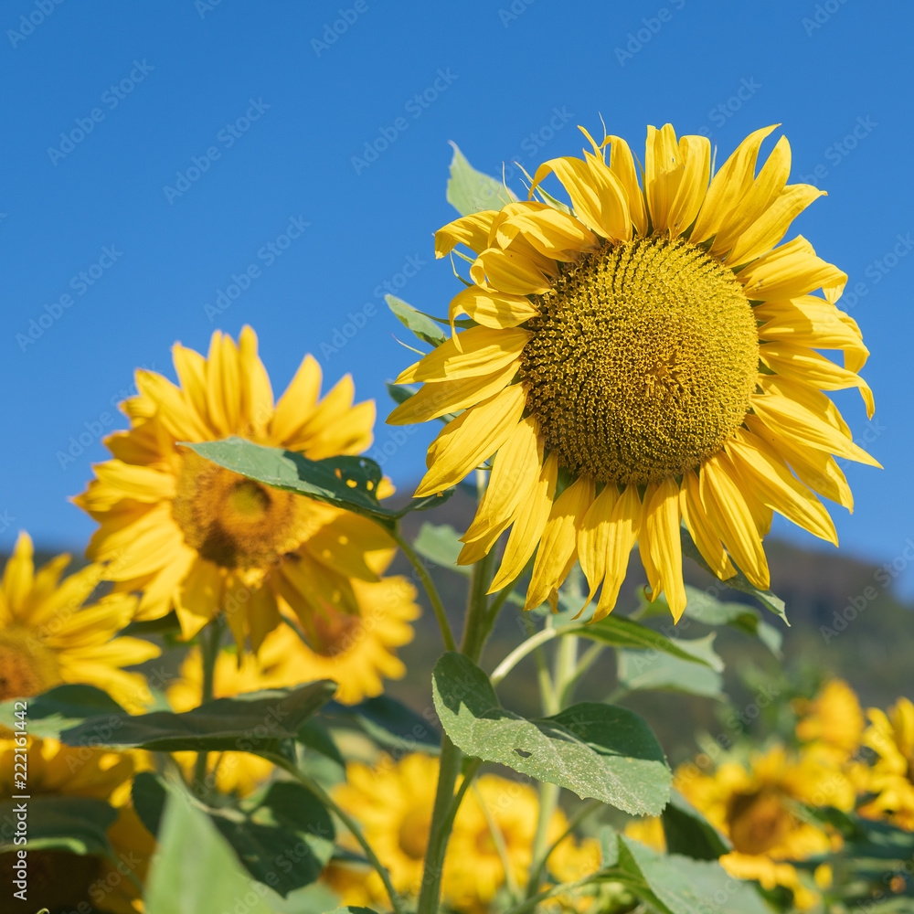 Gelbe Sonnenblumen vor blauem Himmel Gelbe Sonnenblumen vor blauem Himmel