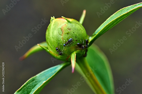 Unblown white peony flower after rain/Raindrops are visible on the white peony bud. Ants crawl on the bud. Marco, Nature, flowers, Russia, Moscow region, Shatura photo