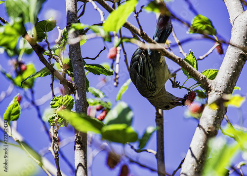 Bird Thraupis episcopus in mulberry photo