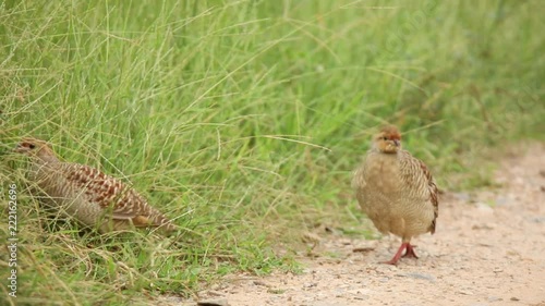 Grey Francolins walking on the road near grass in Jhalana Leopard Park, Jaipur, Rajasthan, India. photo