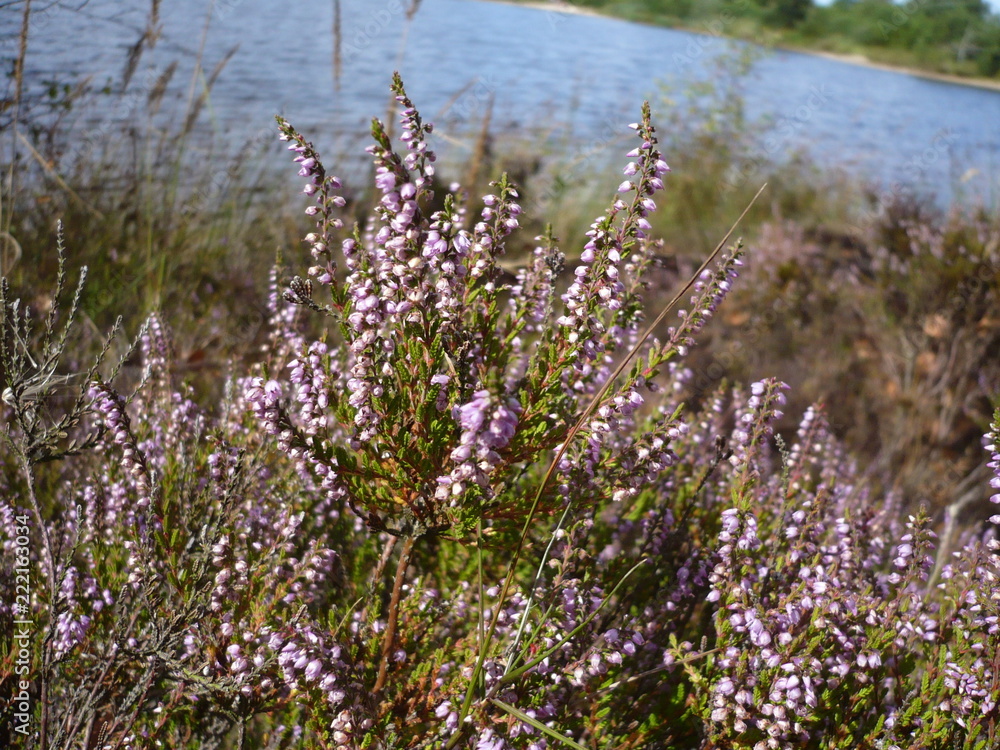 Die Moorheide blüht Die Moorheide blüht