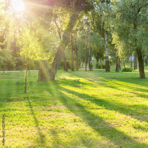 Fototapeta Naklejka Na Ścianę i Meble -  Beautiful sunny park with light beams at green grass
