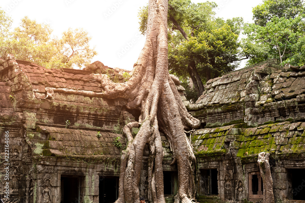 Giant tree roots covering Ta Prom temple in Siem Reap, Cambodia..